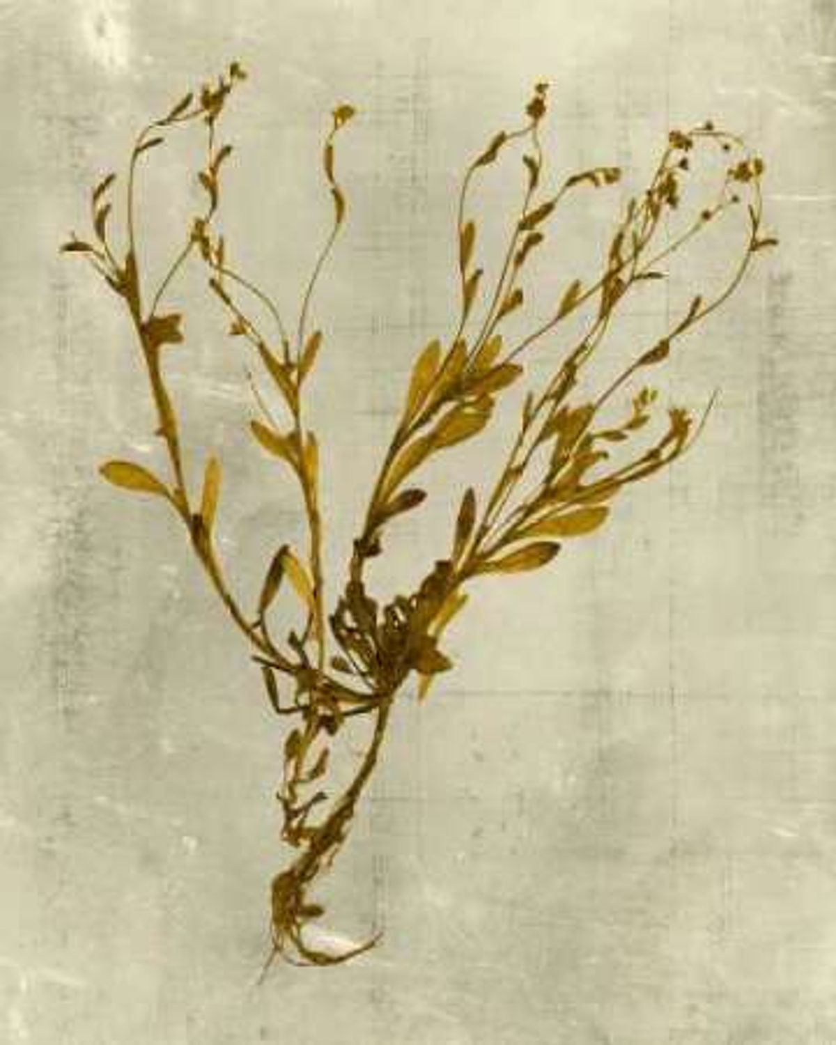 Impressions In Mustard by artist Vision Studio Image, prints Mojarto