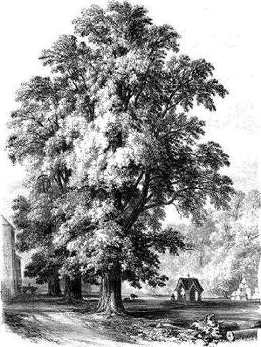 The Elm Tree by Unknown Online | Mojarto