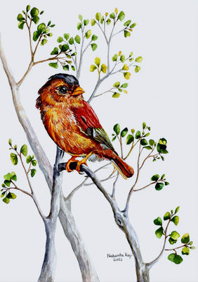 Black-capped Piprites Bird by Nabanita Ray, Painting | Mojarto