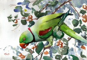 Alexandrine Parakeet by Aniruddha Gupte, Painting | Mojarto