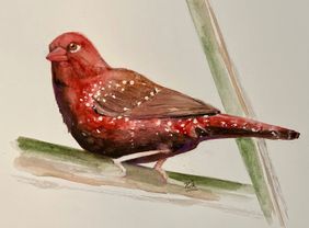 Red avadavat by nin taneja, Painting | Mojarto