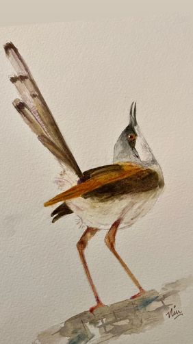 Ashy prinia by nin taneja, Painting | Mojarto